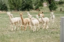 FlandersFiberMill-alpaca-bruin.webp
