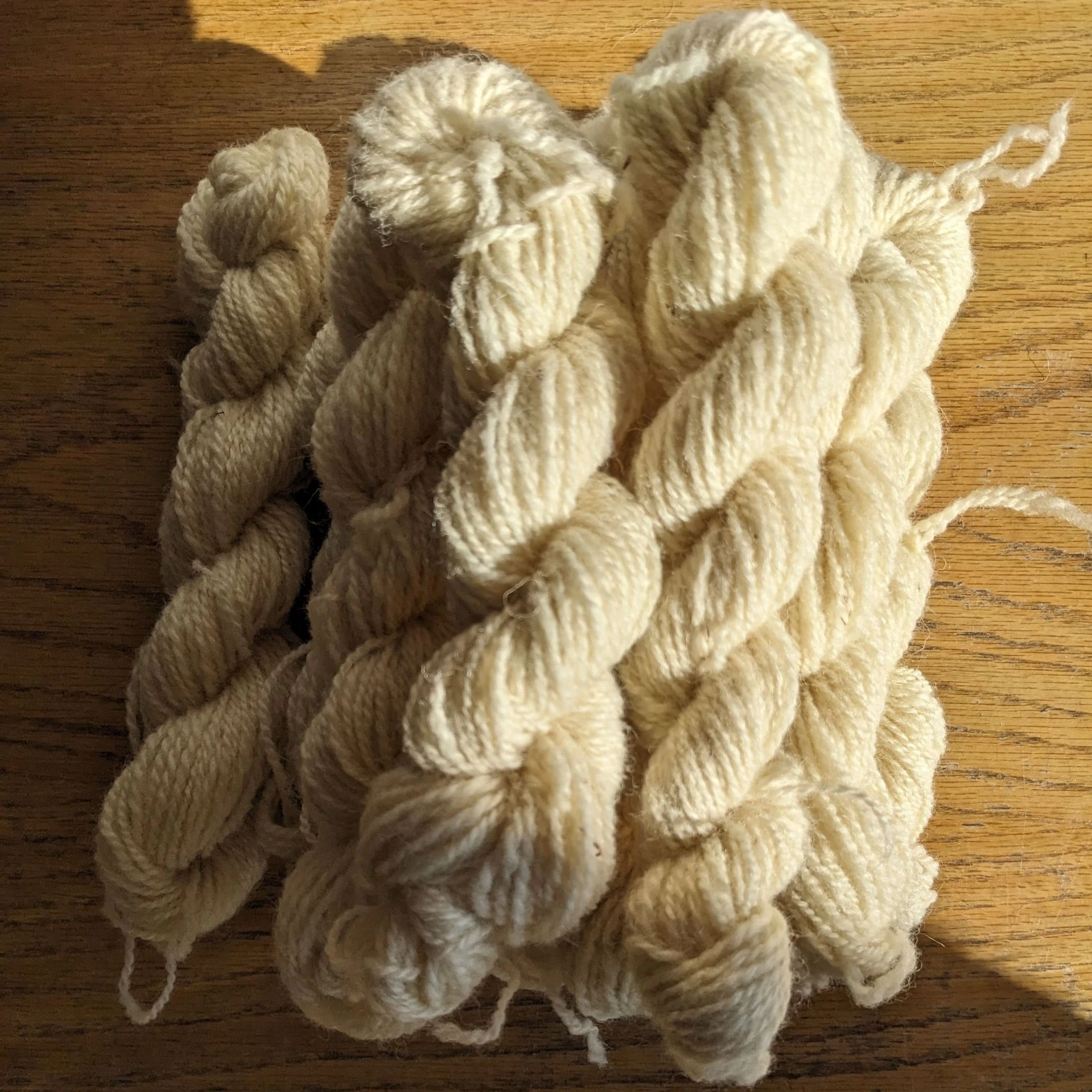 Kempisch heideschaap - naturel